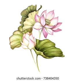 Composition with lotus. Hand draw watercolor illustration