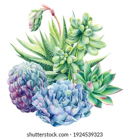 Composition of succulents haworthia, aloe, echeveria, cactus, watercolor botanical painting, card with green plants