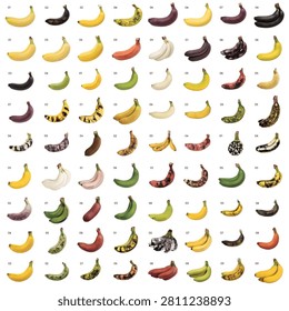 A comprehensive visual catalog of banana varieties showcasing diverse hues from green to deep purple perfect for food industry marketing or botanical studies.