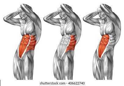 Abdominal Muscle Diagram Woman - Diagram Media