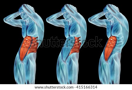 Concept 3D chest human anatomy or anatomical and muscle set collection isolated on black background metaphor to body, tendon, spine, fit, abs, strong, biological, gym, fitness, skinless health medical