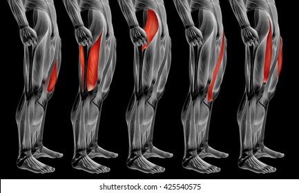 Konzept 3D Anatomie am Oberschenkel oder anatomische Sammlung und Muskelset einzeln auf schwarzem Hintergrund Metapher für Körper, Sehne, fit, Fuß, stark, biologisch, Fitness, skinless, medizinisch