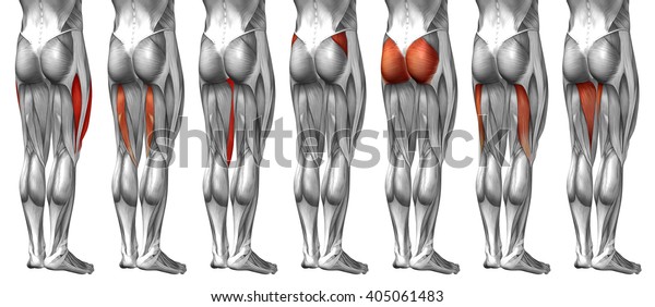 Concept 3d Human Upper Leg Anatomy Stock Illustration 405061483