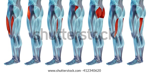 Concept 3d Human Upper Leg Anatomy Stock Illustration 412340620