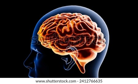 Concept background showing the brain inside a human head,3d rendering