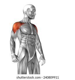 Muscle Anatomy Workout Hd Stock Images Shutterstock