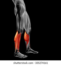 Concept or conceptual 3D human lower leg anatomy or anatomical and muscle isolated on black background metaphor to body, tendon, fit, foot, strong, biological, gym, fitness, skinless, health medical