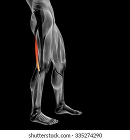 Concept or conceptual 3D human upper leg anatomy or anatomical and muscle isolated on black background metaphor to body, tendon, fit, foot, strong, biological, gym, fitness, skinless, health medical