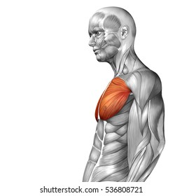 Concept Conceptual 3D Illustration Chest Human Anatomy Or Anatomical And Muscle Isolated On White Background Metaphor To Body, Tendon, Spine, Fit, Abs, Strong, Biological, Gym, Fitness, Health Medical