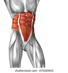 Concept conceptual 3D illustration chest fit strong human anatomy or anatomical and gym muscle isolated, white background for body health with tendons, abs, biological, fitness medical muscular system