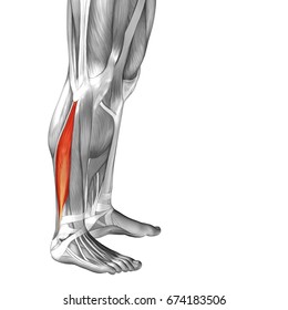 peroneus longus pain