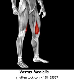 Concept Conceptual 3D Illustration Human Upper Leg Anatomy Or Anatomical And Muscle Isolated On Black Background Metaphor To Body, Tendon, Fit, Foot, Strong, Biological, Gym, Fitness, Health Medical