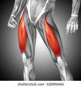 Concept Or Conceptual 3D Illustration Human Upper Leg Anatomy Or Anatomical And Muscle On Gray Background