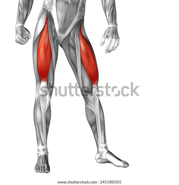 白い背景に 身体 腱 フィット 足 強い 生物学的 ジム フィットネス スキンレス 健康医学などのコンセプト的な3dフェモリス脚の人間の解剖学的な筋肉 または解剖学的な筋肉のコンセプト のイラスト素材