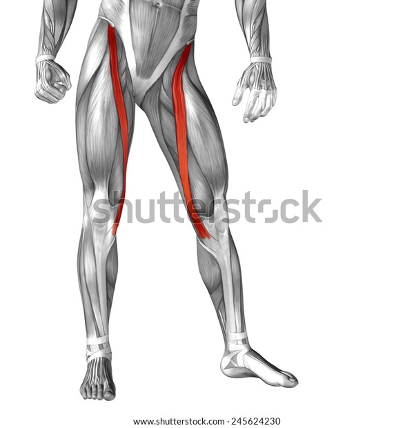 Concept Conceptual 3d Sartorius Leg Human Stock Illustration 245624230