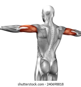 Concept Conceptual 3D Triceps Human Anatomy Or Anatomical And Muscle Isolated On White Background, Metaphor To Body, Tendon, Spine, Fit, Abs, Strong, Biological, Gym, Fitness, Skinless, Health Medical