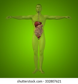 Concept or conceptual anatomical human or man 3D digestive system on green background metaphor to anatomy, medical, colon, liver, body, stomach, medicine, intestine, biology, internal digest