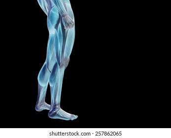 Concept or conceptual human or man 3D anatomy body with muscle isolated on background, metaphor to medicine, sport, male, muscular, medical, health, medicine, biology, anatomical strong fitness design