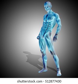 2,152 Human body nude bones muscles Images, Stock Photos & Vectors