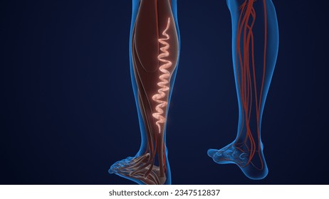 Concept of vascular disease, venous insufficiency, and varicose veins on the leg 3D illustration