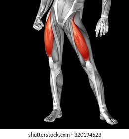 78,663 Leg Anatomy Images, Stock Photos & Vectors 