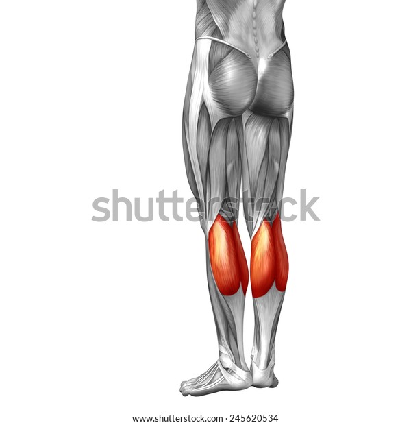 menschliche anatomie muskeln
