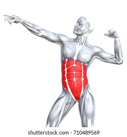 8,035 Abs Anatomy Images, Stock Photos & Vectors | Shutterstock