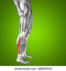 Conceptual 3d Peroneus Fibularis Longus Lower Stock Illustration ...