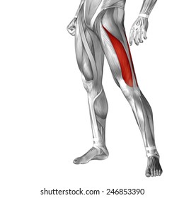 Conceptual 3d Vastus Lateralis Leg Human Stock Illustration 246853390 ...