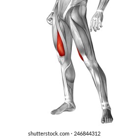 Conceptual 3d Vastus Medialis Leg Human Stock Illustration 246844312 ...