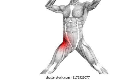 Vastus Medialis Muscles Anatomy Map Stock Illustration 314895380