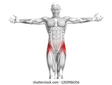 Conceptual Hip Human Anatomy With Red Hot Spot Inflammation Articular Joint Pain For Leg Health Care Therapy Or Sport Muscle Concepts. 3D Illustration Man Arthritis Or Bone Sore Osteoporosis Disease