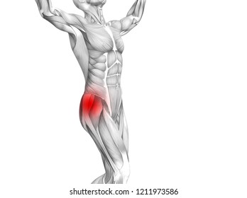 Tensor Fasciae Latae Didactic Board Anatomy Stock Vector (Royalty Free ...