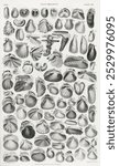 Conchology from our own original edition of A History of the Earth and Animated Nature (1820) by Oliver Goldsmith (1730-1774). Vintage Conchology art, mollusk illustration, marine animal art print.