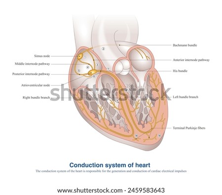 The conduction system of the heart is responsible for the generation and conduction of cardiac electrical impulses, and is the electrical system of the heart.  