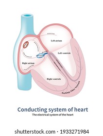 The Conduction System Of The Heart Is The Specialized Tissue Responsible For The Electrical Conduction Between The Atrium And Ventricle.