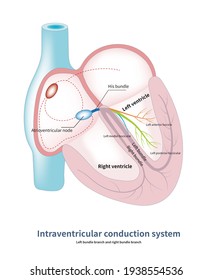 Conduction Ventricle Mainly Divided Into Right Stock Illustration ...