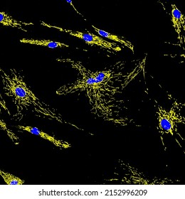 Confocal laser scanning microscopy image of cultured fibroblast cells stained with fluorescent staining of mitochondria in yellow and nuclei in blue