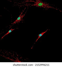 Confocal laser scanning microscopy image of cultured fibroblast cells stained with fluorescent staining of mitochondria in red and nuclei in green