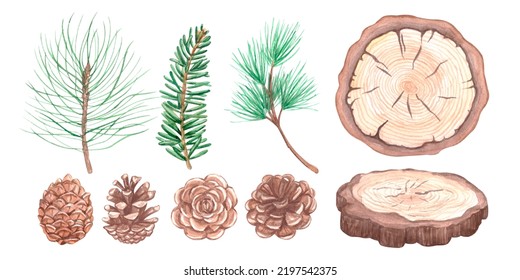 Conifer Branches, Cones And Saw Cut Tree Illustration Set. Pine, Spruce, Fir Tree Branches And Cones, Wood Slice. Winter Nature Botanical Elements Clipart