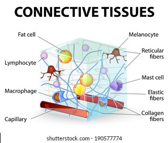 connective tissue that supports, binds, or separates more specialized tissues and organs of the body. Human anatomy