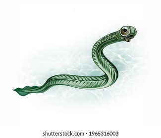 The Conodonta, tiny extinct jawless fish, realistic drawing, illustration for the encyclopedia of extinct animals, Ordovician period of the Paleozoic era, isolated image on a white background