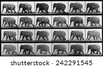 Consecutive images of an elephant walking. From Eadweard Muybridge