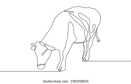 continuous line A beautiful cow is standing. Drawing black thin line on white background