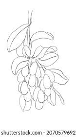 Contour Illustration, Coloring, Kumquat Plant On A White Background