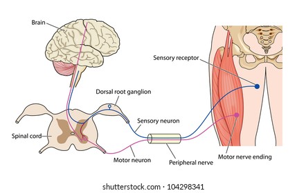Nerve Path Chart