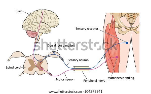脳から脊髄と周辺神経を通る神経経路を示す筋肉の制御 のイラスト素材