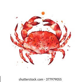 Cooked crab  hand drawn seafood illustration