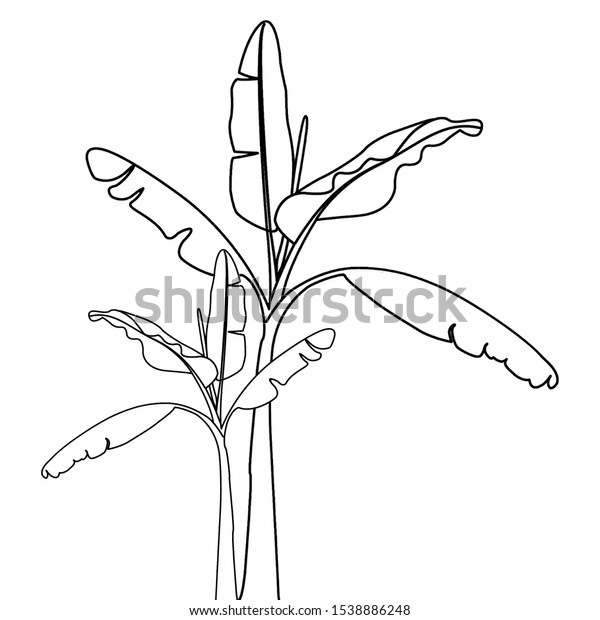 Cool Coloring Book Banana Tree Kids Stock Illustration 1538886248 Cool Coloring Book Banana Tree Kids Stock Illustration 1538886248