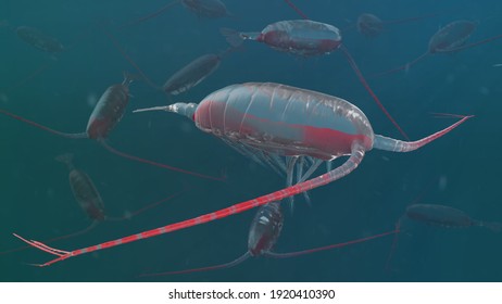 Copepod Deep Sea Crustacean Underwater